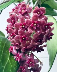 Dark Maroon Hoya Carnosa Flower Seeds for Planting Colorful Display Heirloom & GMO Free Seeds for Home Garden
 
 Sale