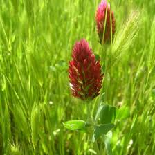 Red Clover Flower seeds for Planting - Easy to Grow, Heirloom & GMO Free Seeds for Home Garden