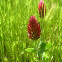 Red Clover Flower seeds for Planting - Easy to Grow, Heirloom & GMO Free Seeds for Home Garden