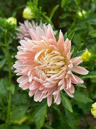 White Orange China Aster Flower Seeds for Planting Bright Blooms Heirloom & GMO Free Seeds for Home Garden
 
 Sale