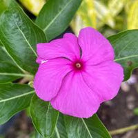 Pink Catharanthus Flower seeds for Planting - Seasonal Bloomer, Heirloom & GMO Free Seeds for Home Garden