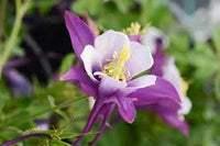 Purple White Aquilegia Flower seeds for Planting - Easy to Grow, Heirloom & GMO Free Seeds for Home Garden