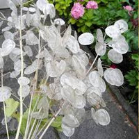 White Lunaria Flower seeds for Planting - Drought Tolerant, Heirloom & GMO Free Seeds for Home Garden