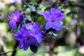 Blue Purple Azalea Flower Seeds for Planting Long Bloom Season Heirloom & GMO Free Seeds for Home Garden
 
 Sale