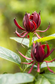 Maroon Carolina Allspice Flower seeds for Planting - Garden Favorite, Heirloom & GMO Free Seeds for Home Garden