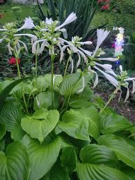 Sea Green Hosta Flower seeds for Planting - Compact Growth, Heirloom & GMO Free Seeds for Home Garden