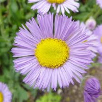 Purple Yellow Erigeron Flower seeds for Planting - Cottage Garden Essential, Heirloom & GMO Free Seeds for Home Garden