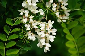 Robinia Flower seeds for Planting - Bright Blooms, Heirloom & GMO Free Seeds for Home Garden
