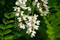 Robinia Flower seeds for Planting - Bright Blooms, Heirloom & GMO Free Seeds for Home Garden