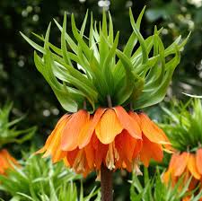 Crown Imperial Flower seeds for Planting - Perfect for Borders, Heirloom & GMO Free Seeds for Home Garden