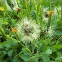Papalo Flower seeds for Planting - Hardy Variety, Heirloom & GMO Free Seeds for Home Garden