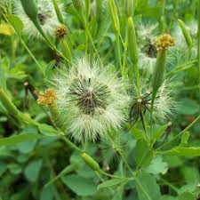 Papalo Flower seeds for Planting - Hardy Variety, Heirloom & GMO Free Seeds for Home Garden