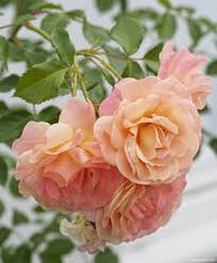 Peach Climbing Rose Flower seeds for Planting - Seasonal Bloomer, Heirloom & GMO Free Seeds for Home Garden