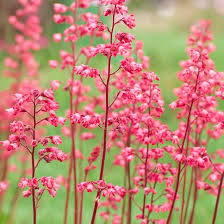Pink Heuchera Seeds for Planting - Stunning Garden Perennials