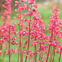 Pink Heuchera Seeds for Planting - Stunning Garden Perennials