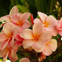Peach Frangipani Flower seeds for Planting - Sun Loving, Heirloom & GMO Free Seeds for Home Garden