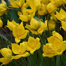 Tulipa Sylvestris Flower seeds for Planting - Long Bloom Season, Heirloom & GMO Free Seeds for Home Garden