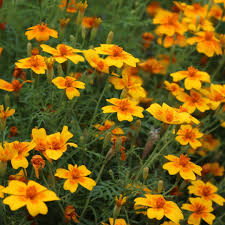 Tangerine Gem Flower seeds for Planting Vibrant Colors Heirloom & GMO Free Seeds for Home Garden