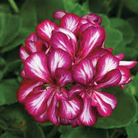 Maroon Red Pelargonium Peltatum Flower Seeds for Planting Premium Quality Heirloom & GMO Free Seeds for Home Garden
 
 Sale