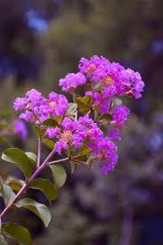 Lagerstroemia Flower seeds for Planting Premium Quality Heirloom & GMO Free Seeds for Home Garden 
 
 Sale
