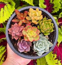 Rainbow Succulent Flower seeds for Planting Fragrant Blossoms Heirloom & GMO Free Seeds for Home Garden