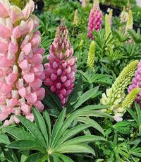Light Pink Lupine Flower Seeds for Planting Fragrant Blossoms Heirloom & GMO Free Seeds for Home Garden
 
 Sale