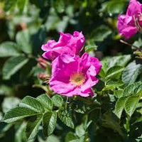 Rosa Rugosa Flower seeds for Planting - Low Maintenance, Heirloom & GMO Free Seeds for Home Garden