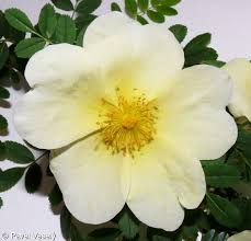 White Rosa Xanthina Flower Seeds for Planting Long Bloom Season Heirloom & GMO Free Seeds for Home Garden
 
 Sale