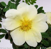 White Rosa Xanthina Flower Seeds for Planting Long Bloom Season Heirloom & GMO Free Seeds for Home Garden
 
 Sale