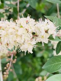 Lawsonia Inermis Flower seeds for Planting Drought Tolerant Heirloom & GMO Free Seeds for Home Garden