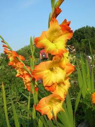 Yellow Orange Gladiolus Flower seeds for Planting Colorful Display Heirloom & GMO Free Seeds for Home Garden 
 
 Sale