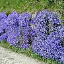 Blue Aubrieta Flower seeds for Planting - Wildflower Mix, Heirloom & GMO Free Seeds for Home Garden