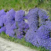 Blue Aubrieta Flower seeds for Planting - Wildflower Mix, Heirloom & GMO Free Seeds for Home Garden