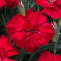 Red Dianthus Flower seeds for Planting Garden Favorite Heirloom & GMO Free Seeds for Home Garden 
 
 Sale