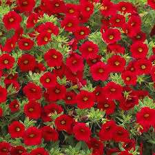 Scarlet Red Petunia Flower seeds for Planting - Vibrant Colors, Heirloom & GMO Free Seeds for Home Garden