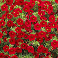 Scarlet Red Petunia Flower seeds for Planting - Vibrant Colors, Heirloom & GMO Free Seeds for Home Garden