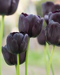 Black Tulip Flower Seeds for Planting