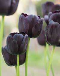Black Tulip Flower Seeds for Planting