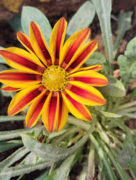 Yellow Red Gazania Rigens Flower seeds for Planting - Premium Quality, Heirloom & GMO Free Seeds for Home Garden