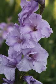 Light Violet Gladiolus Flower Seeds for Planting Bright Blooms Heirloom & GMO Free Seeds for Home Garden
 
 Sale