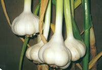 White Porcelain Vegetable Seeds for Planting  Unique Garden Addition