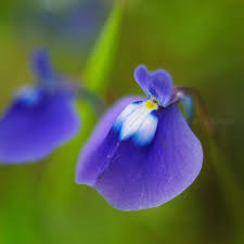 Blue Bladderwort Flower seeds for Planting - Low Maintenance, Heirloom & GMO Free Seeds for Home Garden