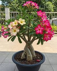 Rose Planting Seeds for Bonsai Flower Gardens: Nurture Timeless Beauty in Your Green Space