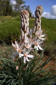 Heirloom Asphodelus Albus Flower seeds for Planting Pollinator Friendly Heirloom & GMO Free Seeds for Home Garden