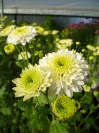 Green White Chrysanthemum Flower seeds for Planting - Bright Blooms, Heirloom & GMO Free Seeds for Home Garden