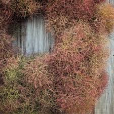 Fennel Seeds - Bronze (Foeniculum vulgare)