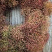 Fennel Seeds - Bronze (Foeniculum vulgare)