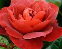 Chocolate Rose Flower Seeds for Planting Fragrant Blossoms Heirloom & GMO Free Seeds for Home Garden
 
 Sale