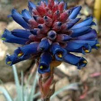 Violet Puya Santosii Seeds for Planting Heirloom NonGMO High Germination Organic Garden Seeds
 
 Sale