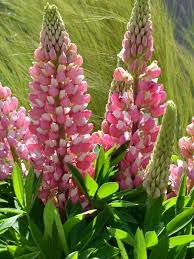 Light Pink Lupine Flower Seeds for Planting Fragrant Blossoms Heirloom & GMO Free Seeds for Home Garden
 
 Sale